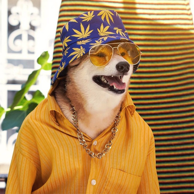 The Most Stylish Dog In The World (20 pics)