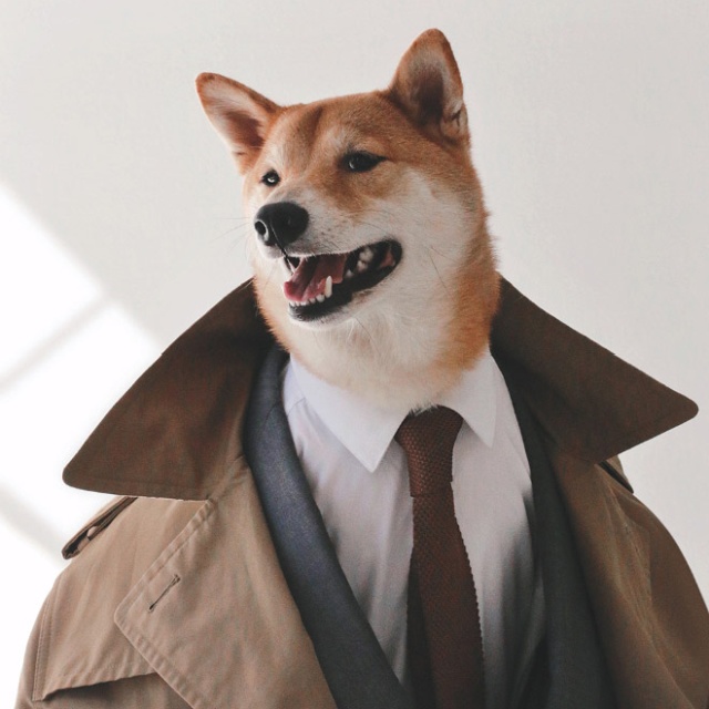 The Most Stylish Dog In The World (20 pics)