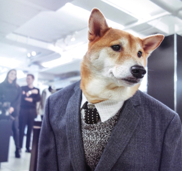 The Most Stylish Dog In The World (20 pics)