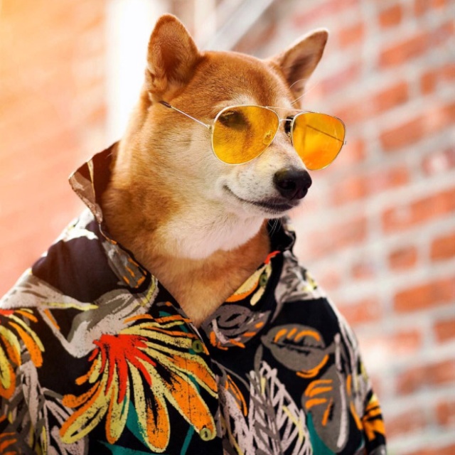 The Most Stylish Dog In The World (20 pics)