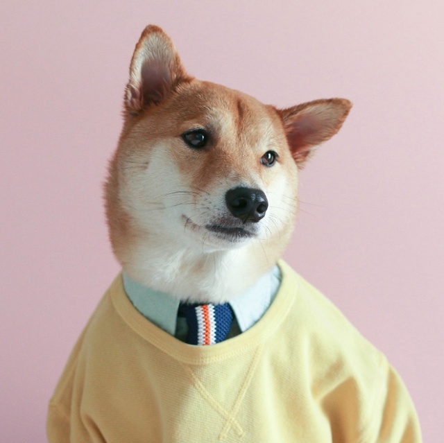 The Most Stylish Dog In The World (20 pics)