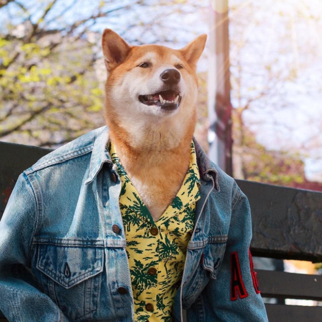 The Most Stylish Dog In The World (20 pics)