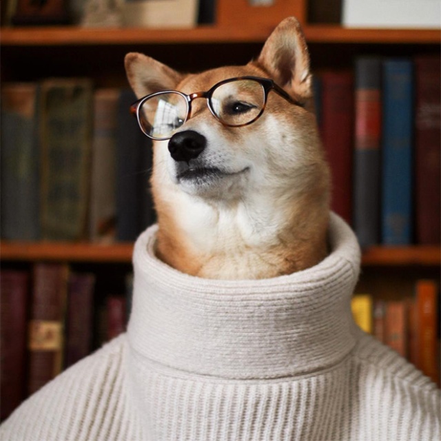 The Most Stylish Dog In The World (20 pics)