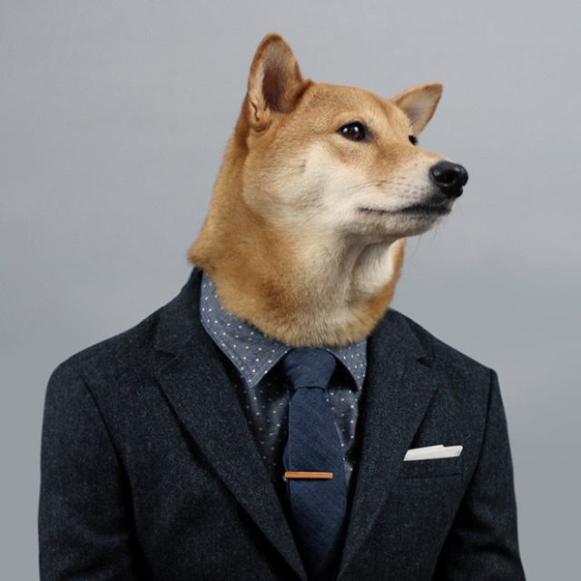 The Most Stylish Dog In The World (20 pics)