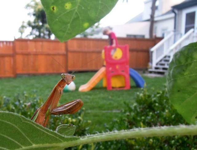 Acid Picdump (91 pics)