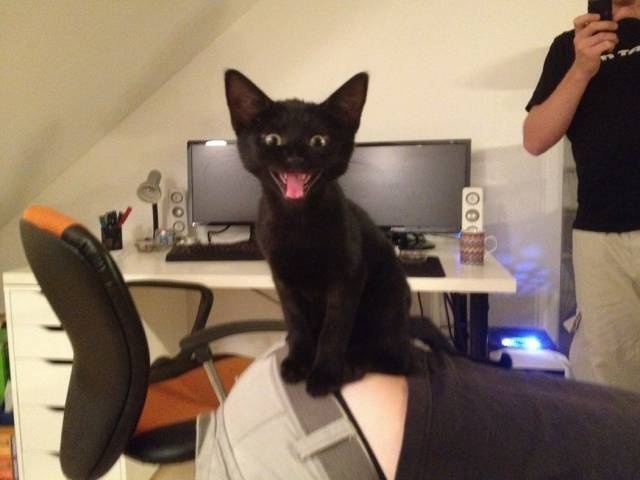 Acid Picdump (91 pics)