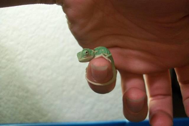 Acid Picdump (91 pics)