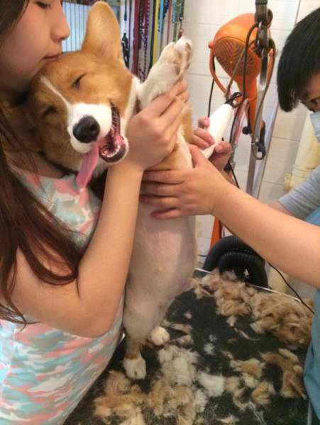 Funny Animals (44 pics)