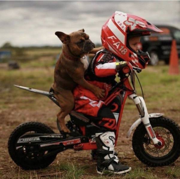 Funny Animals (44 pics)