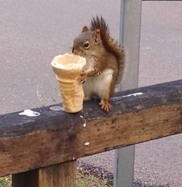 Funny Animals (44 pics)