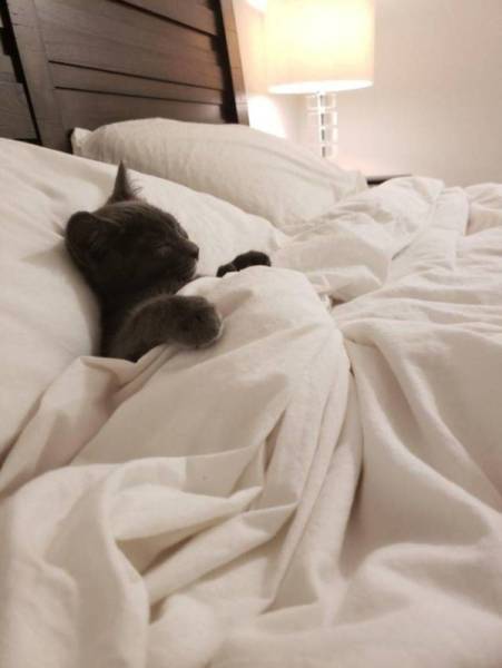 Funny Animals (44 pics)