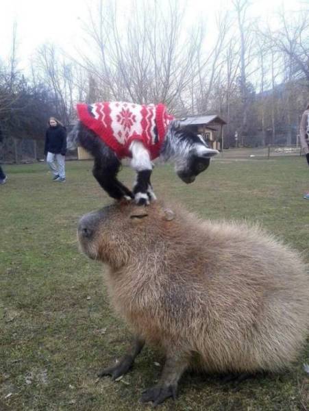 Funny Animals (44 pics)
