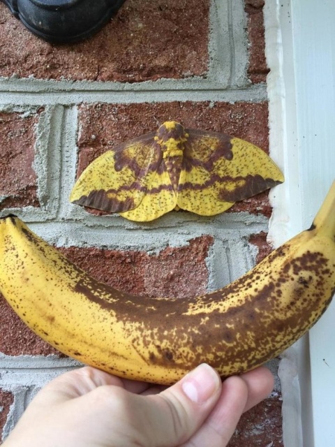 Acid Picdump (102 pics)