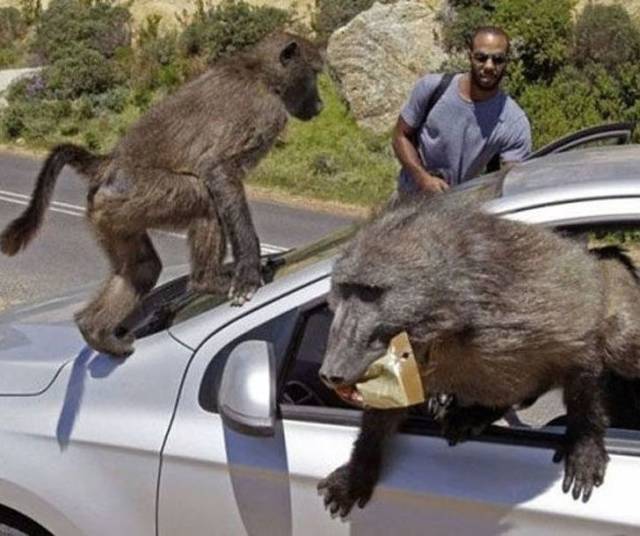 Sh*t Happens (39 pics)