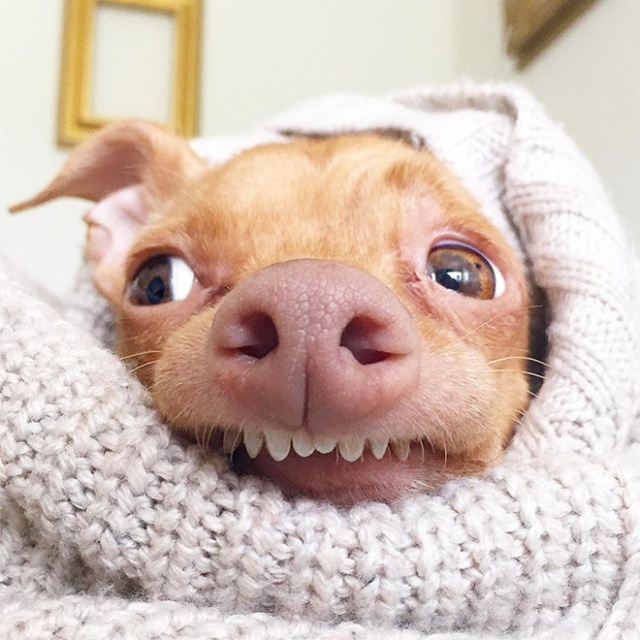 Tuna Is A Cute Dog With an Overbite (20 pics)