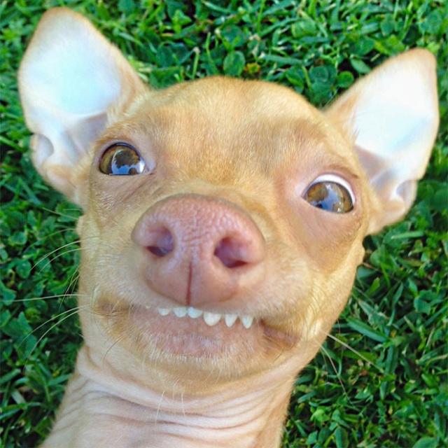Tuna Is A Cute Dog With an Overbite (20 pics)