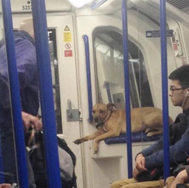 London Commuters Can Be Strange (31 pics)