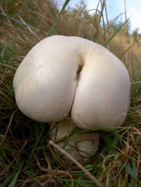 Mushrooms That Look Like Butts (18 pics)