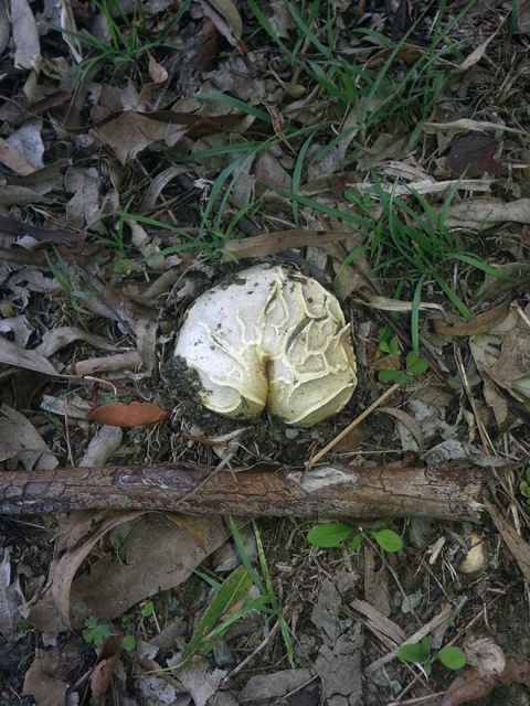 Mushrooms That Look Like Butts (18 pics)