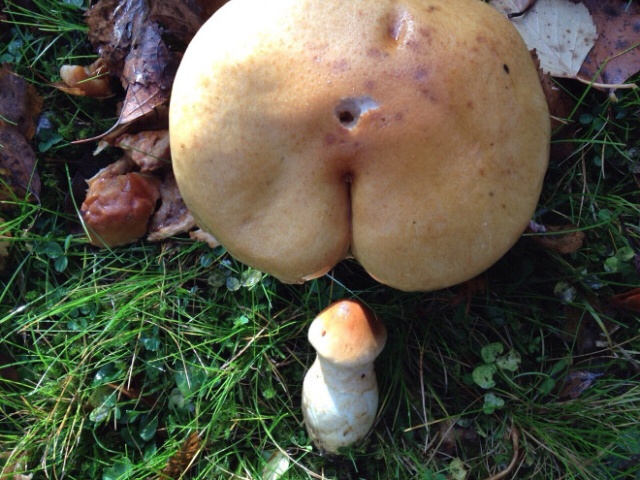 Mushrooms That Look Like Butts (18 pics)