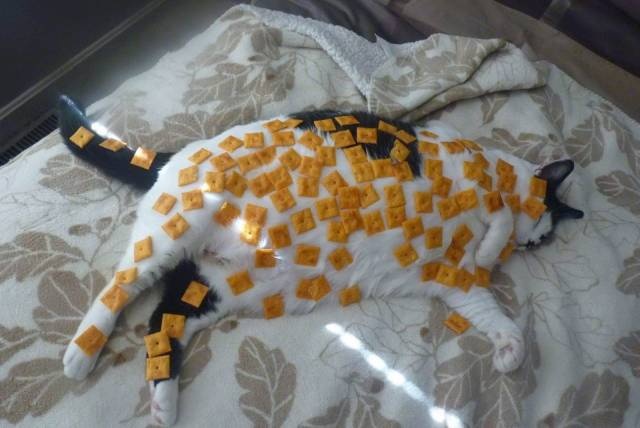 Acid Picdump (97 pics)