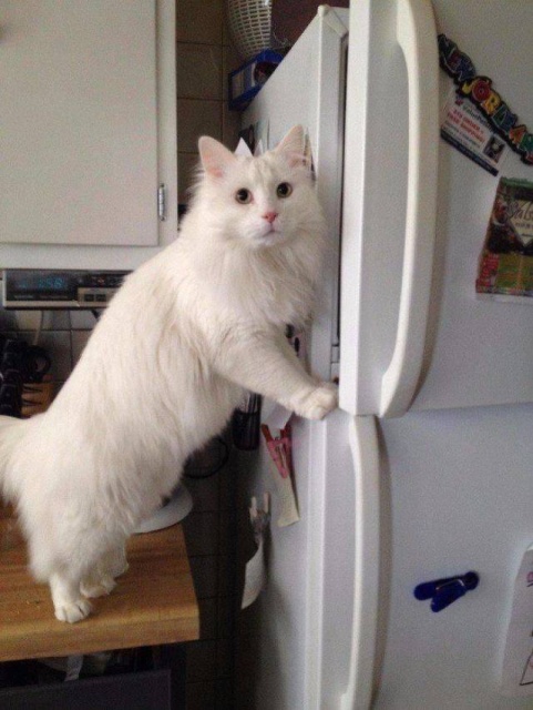 Acid Picdump (97 pics)