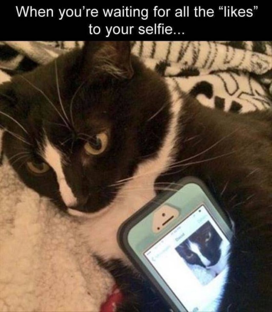 Acid Picdump (97 pics)