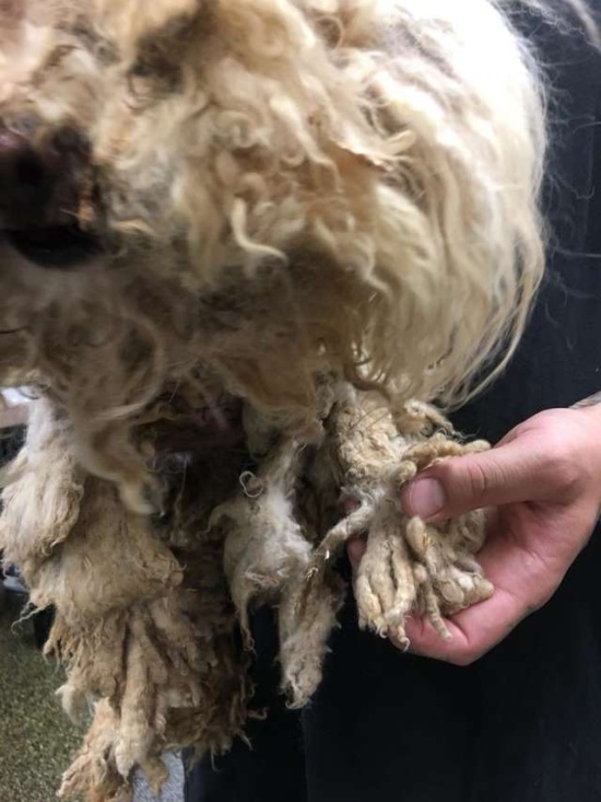 Dog Covered With Matted Fur Gets A Haircut (7 pics)