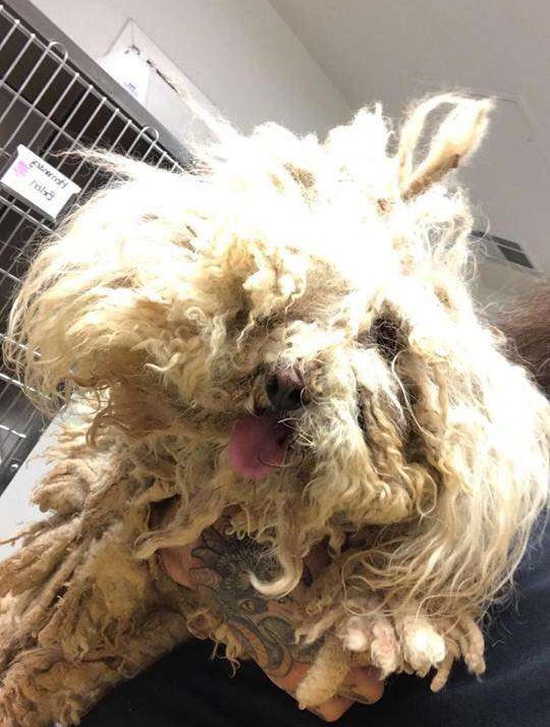 Dog Covered With Matted Fur Gets A Haircut (7 pics)