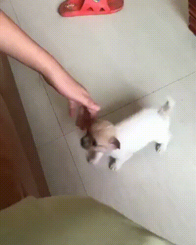 Acid Gifdump, September 28, 2018 (25 gifs)