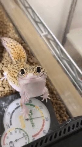Acid Gifdump, September 28, 2018 (25 gifs)