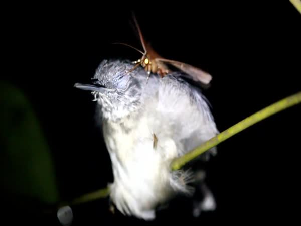 Moth Drinks Tears From Sleeping Antbird's Eyes