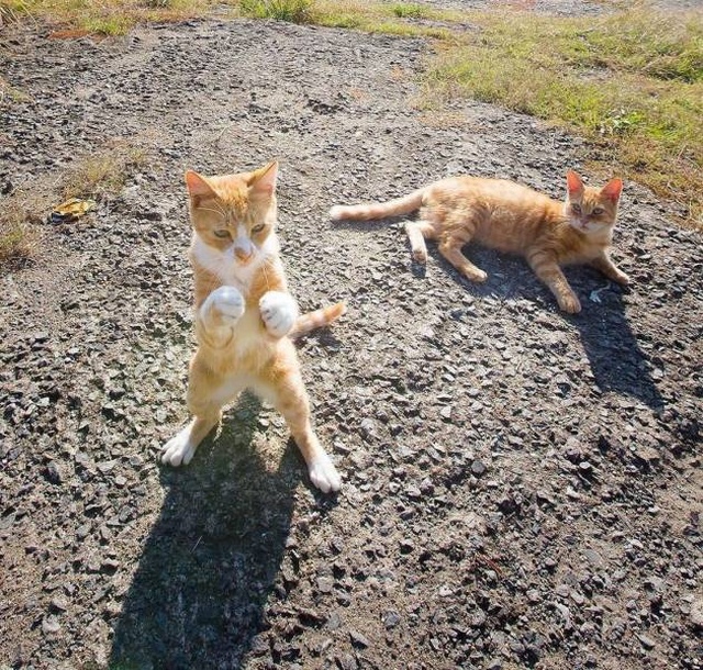 Acid Picdump (97 pics)