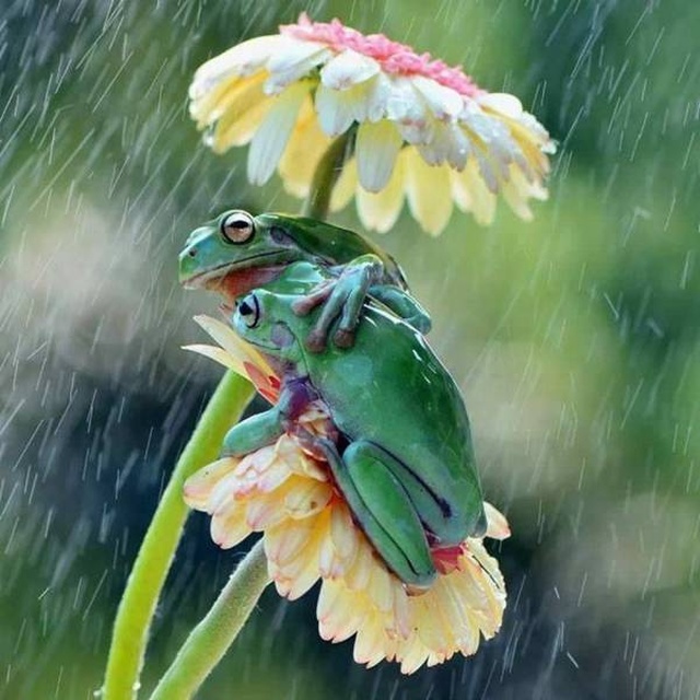 Acid Picdump (97 pics)