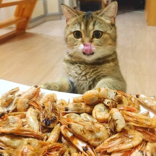 Acid Picdump (97 pics)