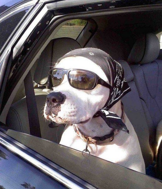 Acid Picdump (97 pics)