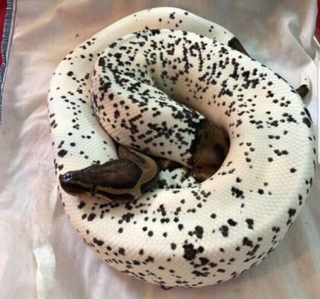 Acid Picdump (97 pics)