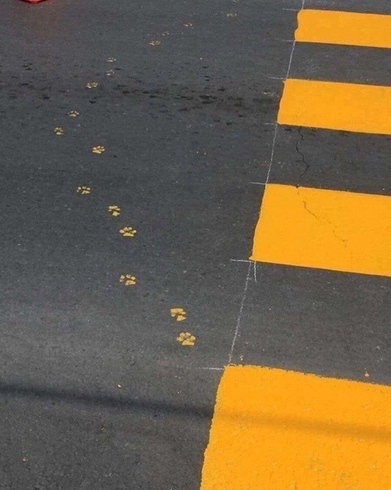 Acid Picdump (97 pics)