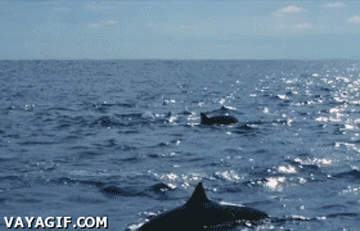 Acid Gifdump, October 01, 2018 (25 gifs)