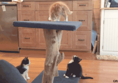 Acid Gifdump, October 01, 2018 (25 gifs)