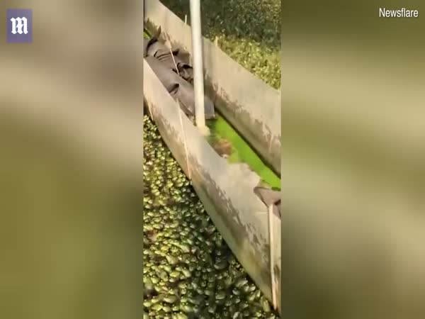 Tens Of Thousands Of Bullfrogs In Tanks