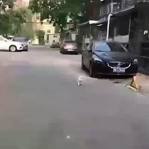 Acid Gifdump, October 02, 2018 (25 gifs)