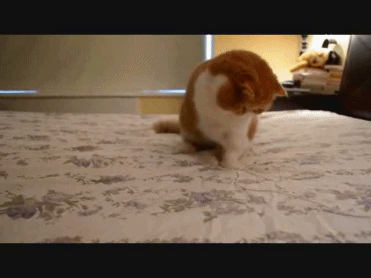 Acid Gifdump, October 02, 2018 (25 gifs)