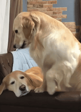 Acid Gifdump, October 02, 2018 (25 gifs)