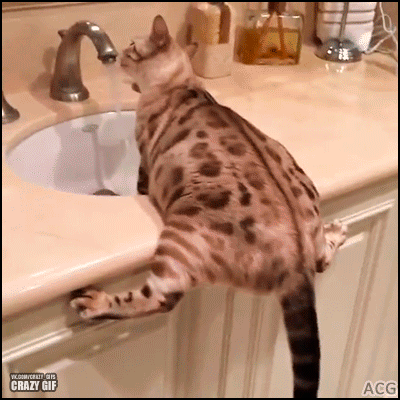 Acid Gifdump, October 02, 2018 (25 gifs)