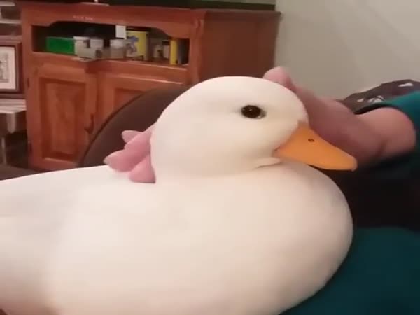 Tell Me This Isn't The Cutest Duck You've Ever Seen