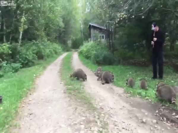 The Pied Piper Of Raccoons