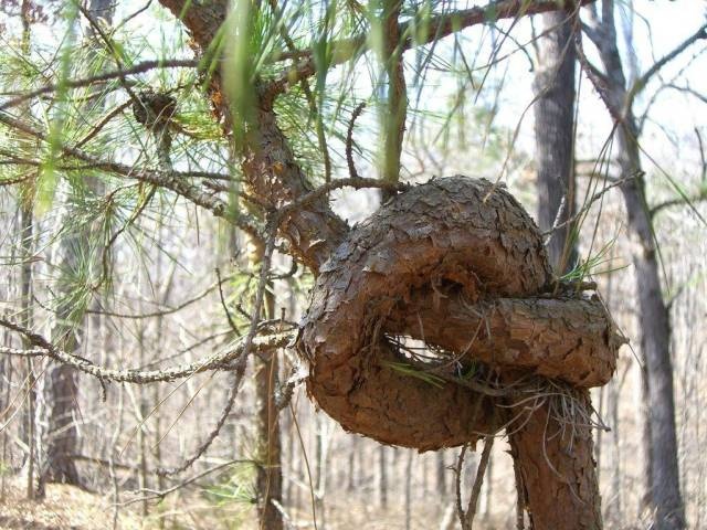 Acid Picdump (90 pics)