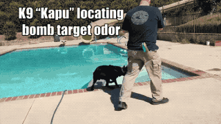Service Dogs (21 gifs)