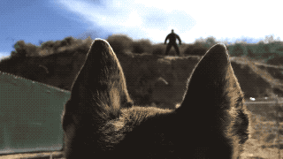 Service Dogs (21 gifs)